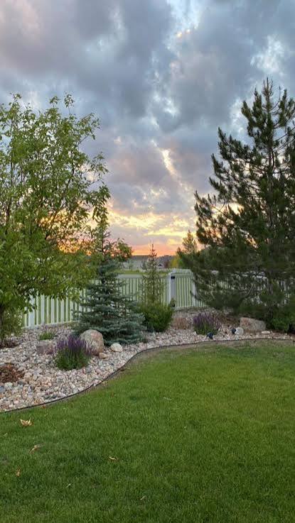 Backyard lawn with a rock border, pine trees, and lavender at sunset