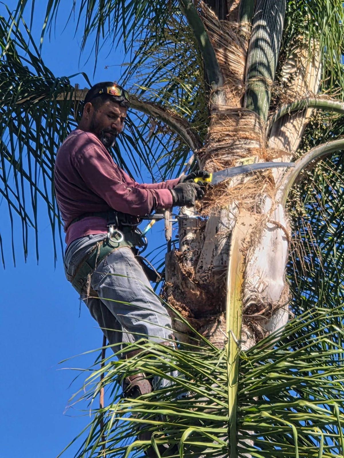Mundo in a climbing harness trimming a queen palm with a hand saw