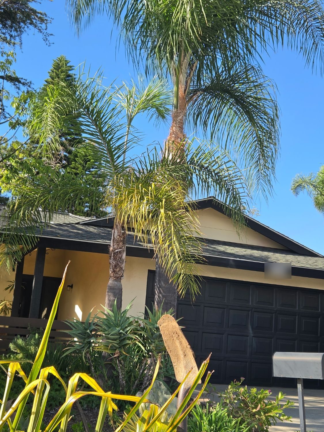 Freshly trimmed queen palms in front of a single-story home