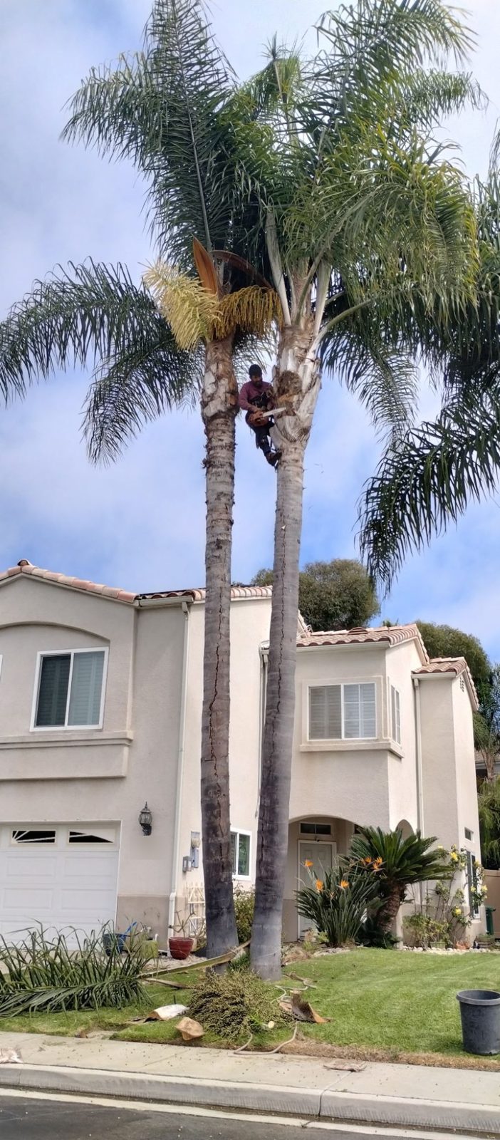 Mundo high up two tall palm trees in front of a two-story home, with trimmed fronds on the lawn below